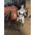   star wars black series 6" Rey & speeder the force awakens